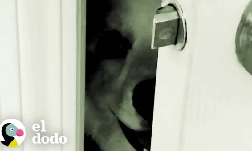 Perro definitivamente piensa que vive en una película de terror | El Dodo