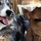 Perro es TAN protector con su pequeña vaca hermana | El Dodo