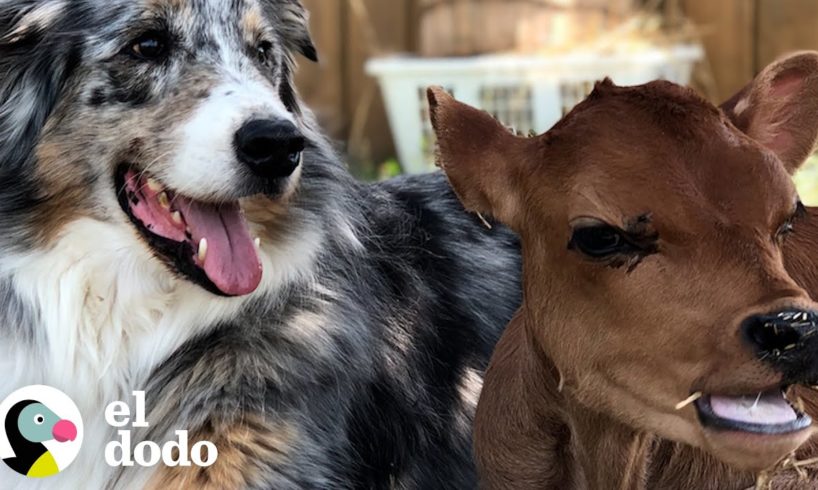 Perro es TAN protector con su pequeña vaca hermana | El Dodo