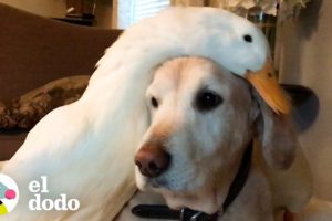 Perro está completamente obsesionado con su pato hermano | El Dodo