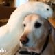 Perro está completamente obsesionado con su pato hermano | El Dodo