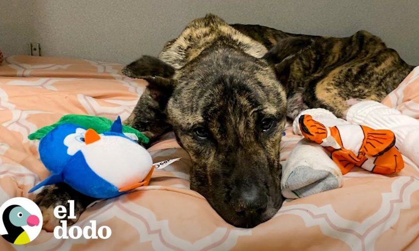 Perro rescatado prueba 'cerveza' para ganarse la vida ahora | El Dodo