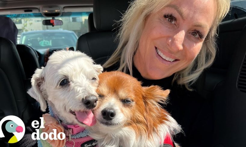 Perros mayores unidos están encantados de dejar el refugio juntos | ¡Adóptame! | El Dodo