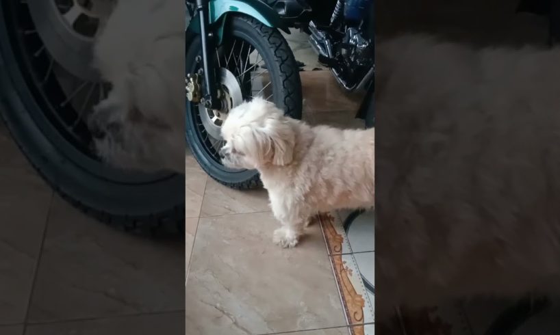 Pets Playing #shortviral(3)