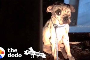 Pit Bull Rescued from Dogfighting Now Lives Like a King | The Dodo Pittie Nation