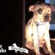 Pit Bull Rescued from Dogfighting Now Lives Like a King | The Dodo Pittie Nation