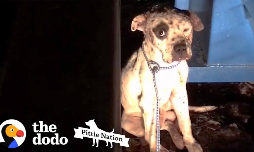 Pit Bull Rescued from Dogfighting Now Lives Like a King | The Dodo Pittie Nation