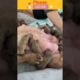 Pit bull | cute pupies | funny dog - cute dogs videos | cutest dogs videos compilation #shorts