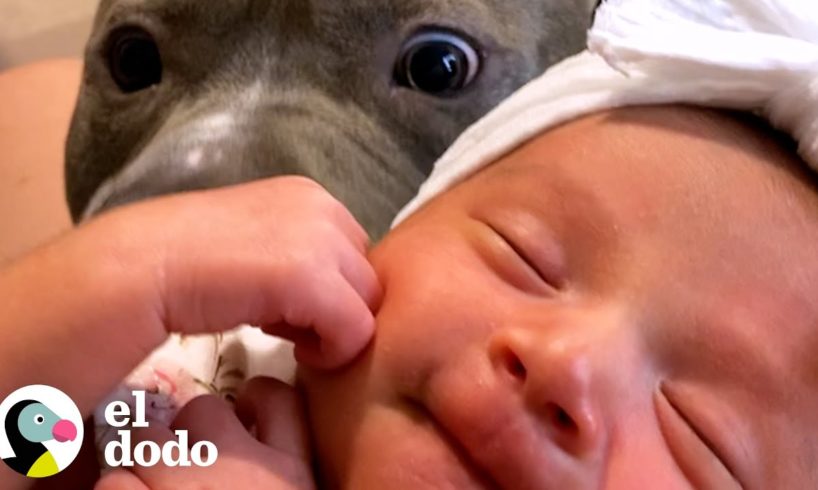 Pitbull es tan gentil cuando conoce a su hermana pequeña por primera vez | Puro Pitbull | El Dodo