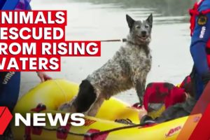 Plenty of animals rescued from New South Wales floods | 7NEWS