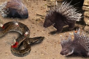 Porcupine In Business! Dikobraz Against Python | 1001 Animals