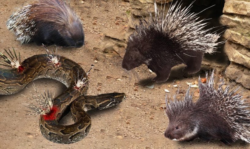 Porcupine In Business! Dikobraz Against Python | 1001 Animals