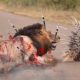 Porcupine Too Danger Porcupine Vs Lion Real Fight Powerful Big Cat Animals Attack