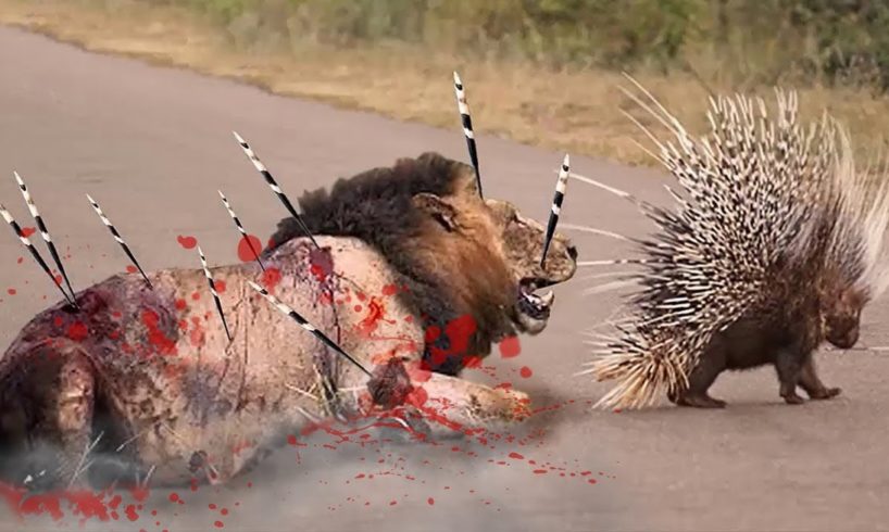 Porcupine Too Danger Porcupine Vs Lion Real Fight Powerful Big Cat Animals Attack