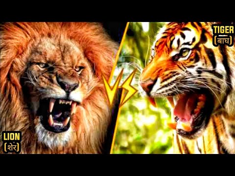 Power Of Lion In The Animal World I Animal Super Fight