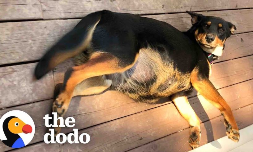 Pregnant Dog Raises An Incredible Amount of Puppies | The Dodo Foster Diaries