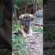 Puppy 🐶 Cute Pets Playing - Lovely Puppy 🐶🐕 Dog Videos | Animals Lifestyle