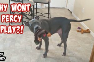 Puppy Learning How It Goes Playing With A Big Dog! Cutest Dogs On YouTube!