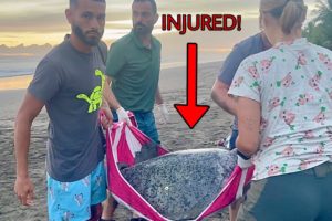 RESCUING Helpless SEA TURTLE On Beach!