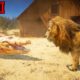Red Dead Redemption 2 - Animals Fight