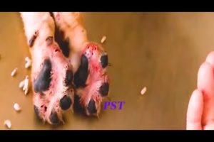 Removing Monster Mango worms From Helpless Dog ! Animal Rescue Video 2022 #8