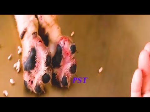 Removing Monster Mango worms From Helpless Dog ! Animal Rescue Video 2022 #8