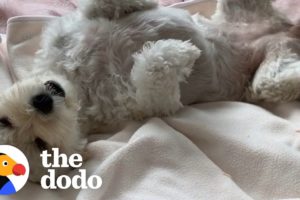 Rescue Dog Too Scared To Fall Asleep Is So Happy Now | The Dodo Foster Diaries