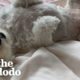 Rescue Dog Too Scared To Fall Asleep Is So Happy Now | The Dodo Foster Diaries