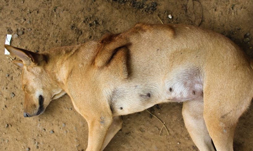 Rescue Dog With a broken Rib Cage, the Dog rib cage was bent and twisted.