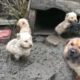 Rescue Mama Dog & 5 Puppies Trapped in Mud, Eat Ddirt to Try to Live Every Day in Despair