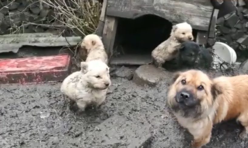 Rescue Mama Dog & 5 Puppies Trapped in Mud, Eat Ddirt to Try to Live Every Day in Despair