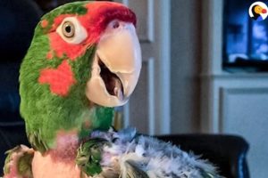 Rescue Parrot Hated EVERYONE Until He Met Her | The Dodo