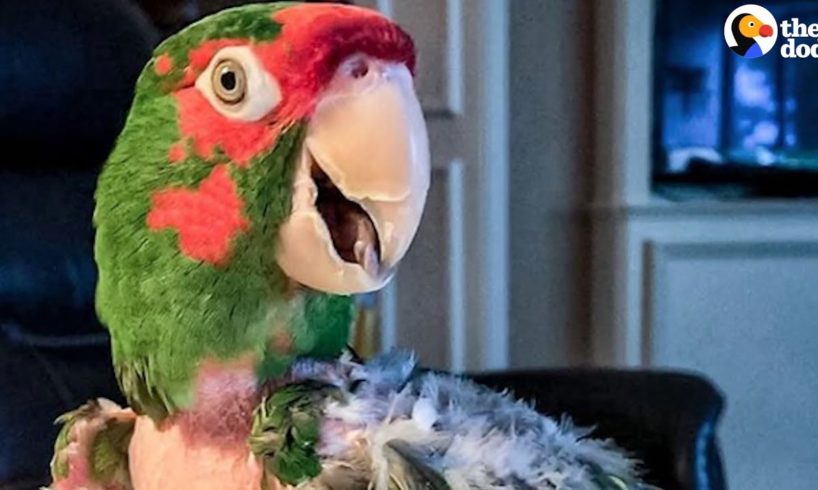Rescue Parrot Hated EVERYONE Until He Met Her | The Dodo