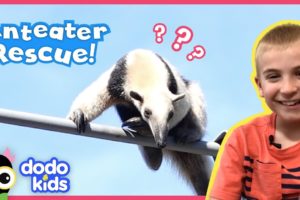 Rescue Team Saves Anteater Stuck High On Power Lines | Animal Videos For Kids | Dodo Kids