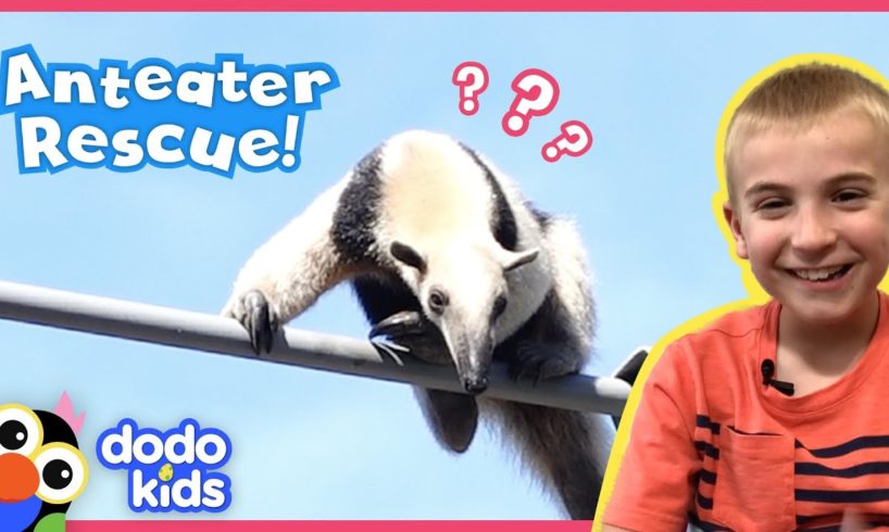 Rescue Team Saves Anteater Stuck High On Power Lines | Animal Videos For Kids | Dodo Kids