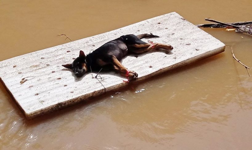 Rescue abandoned dog was tied up and put on the wood and leave it in the river at the rice field