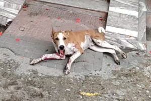 Rescue of bleeding and terrified young dog.