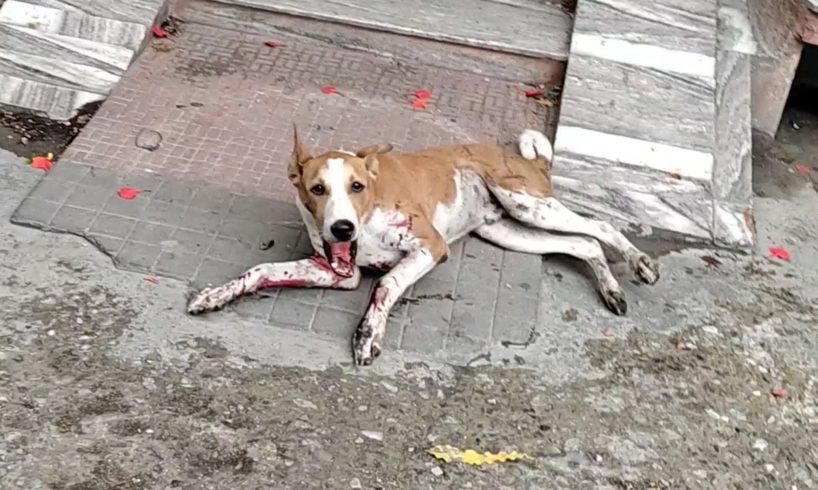 Rescue of bleeding and terrified young dog.