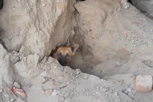 Rescue of suffocating puppies, mother trapped in collapsed sand.