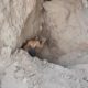 Rescue of suffocating puppies, mother trapped in collapsed sand.