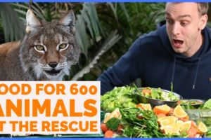 Rescue zoo - It cost $45.000 to feed the 600 animals in the rescue.