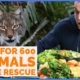 Rescue zoo - It cost $45.000 to feed the 600 animals in the rescue.