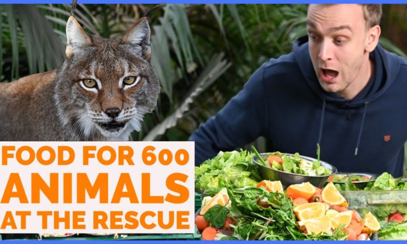 Rescue zoo - It cost $45.000 to feed the 600 animals in the rescue.