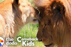 Rescued Circus Lions Touch Grass For The First Time | The Dodo Comeback Kids