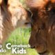 Rescued Circus Lions Touch Grass For The First Time | The Dodo Comeback Kids