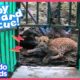 Rescuers Save A Trapped Baby Leopard — And Reunite Her With Mom! | Rescued! | Dodo Kids