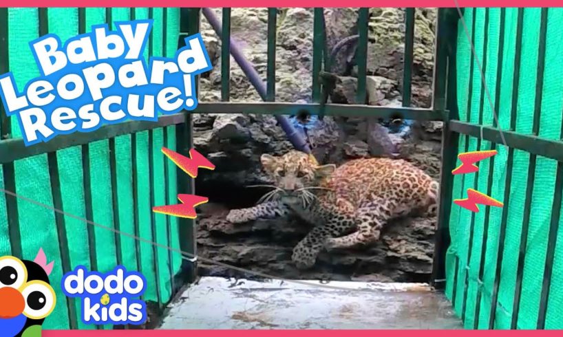 Rescuers Save A Trapped Baby Leopard — And Reunite Her With Mom! | Rescued! | Dodo Kids