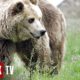 Rescuing Fourteen Bears From Depressing and Dangerous Conditions - Wild Animal Rescue