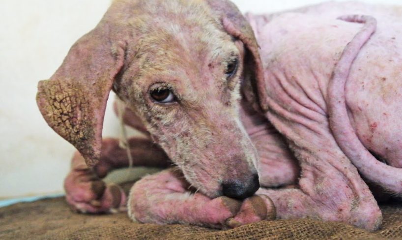 Rescuing—and transforming—a suffering puppy desperate to live.