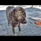 SHHT ! ! Helpless DOG Just Waiting For Help! Animal Rescue Video 2022